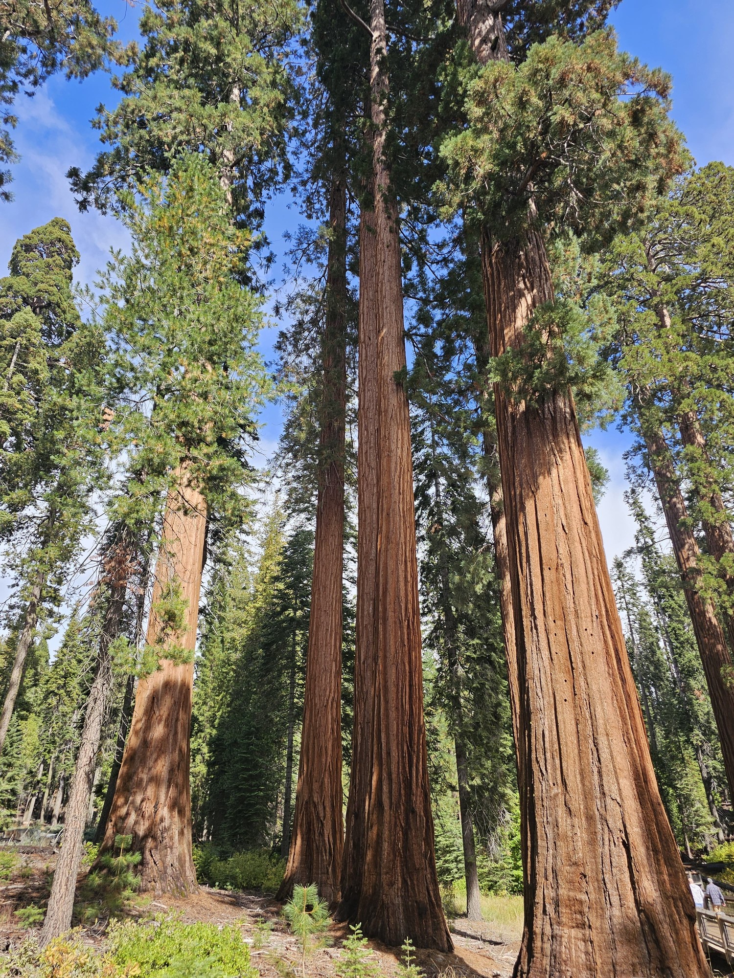 Giant sequoia trunks rising into the sky in Mariposa Grove, Yosemite