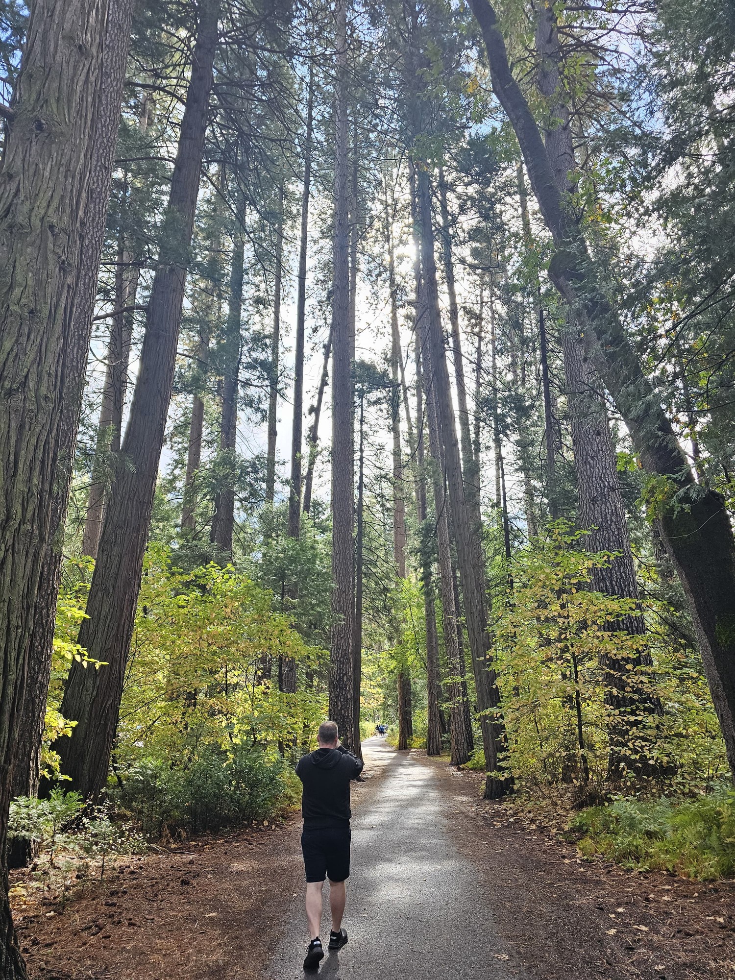 Me walking the paved trail through the big trees in Mariposa Grove, Yosemite