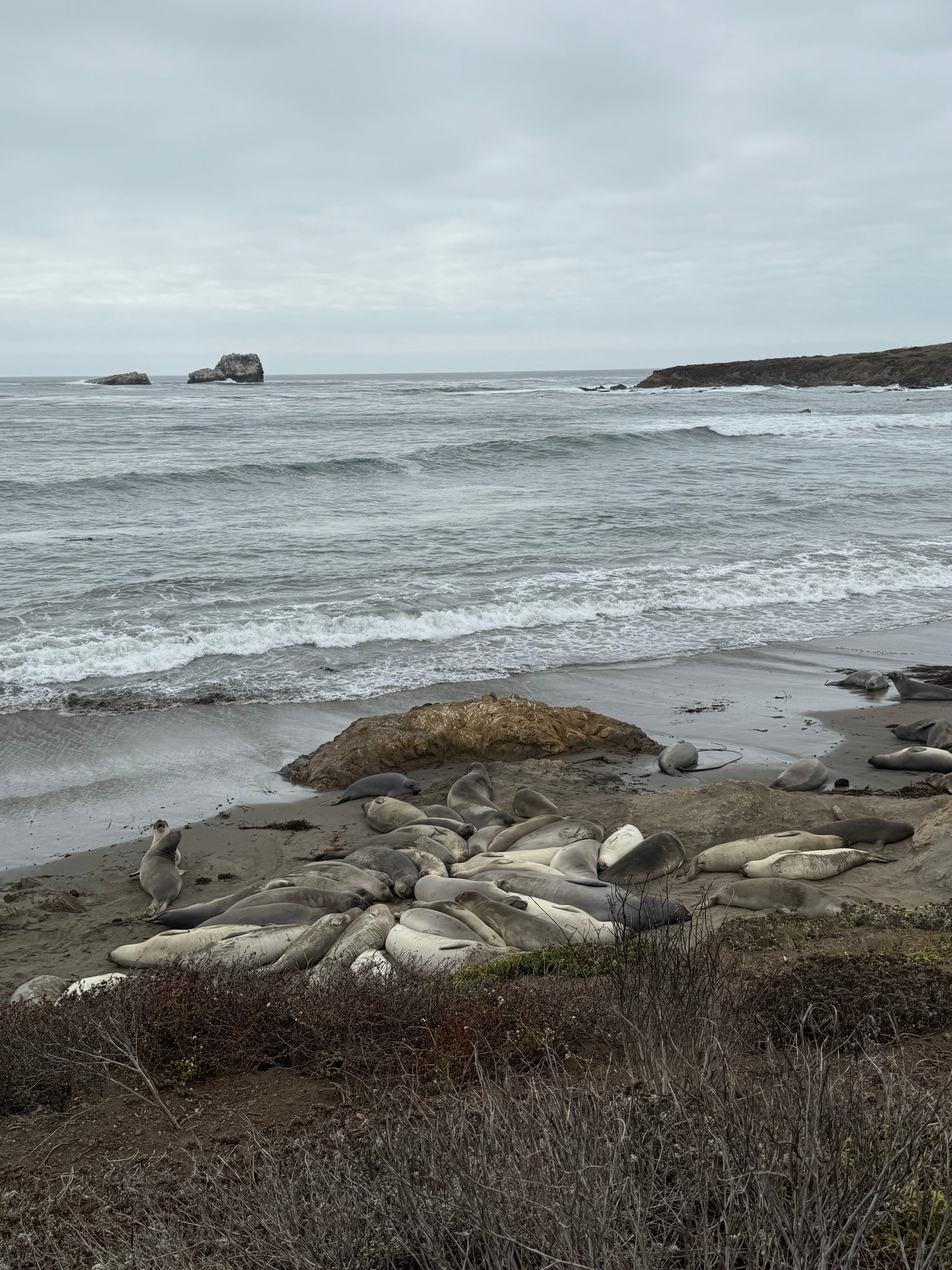 Elephant seals piled up on the beach at the Piedras Blancas rookery on Highway 1 in California