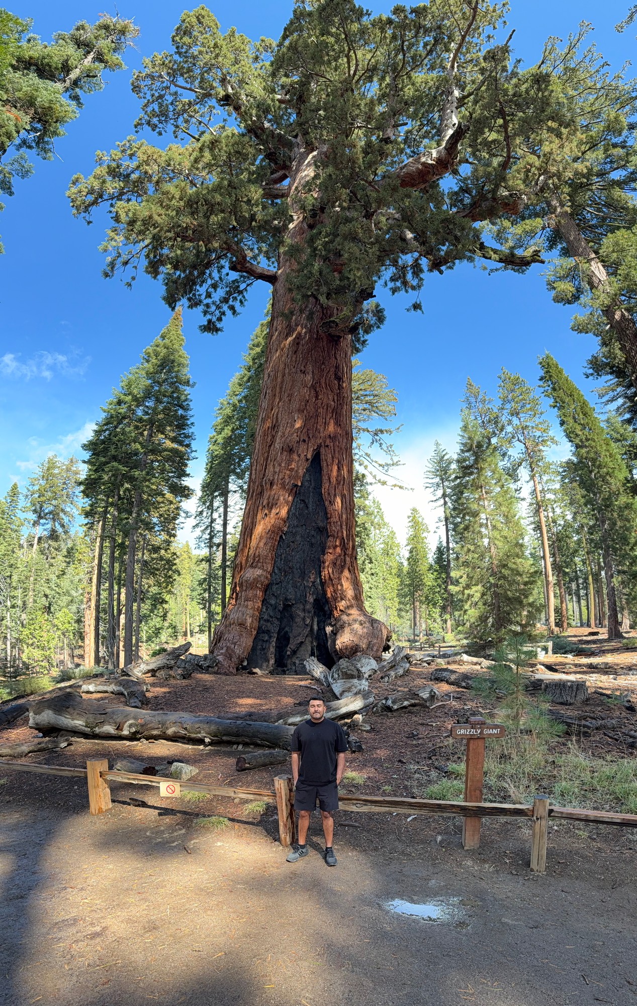 Grizzly Giant, the famous giant sequoia in Yosemite's Mariposa Grove