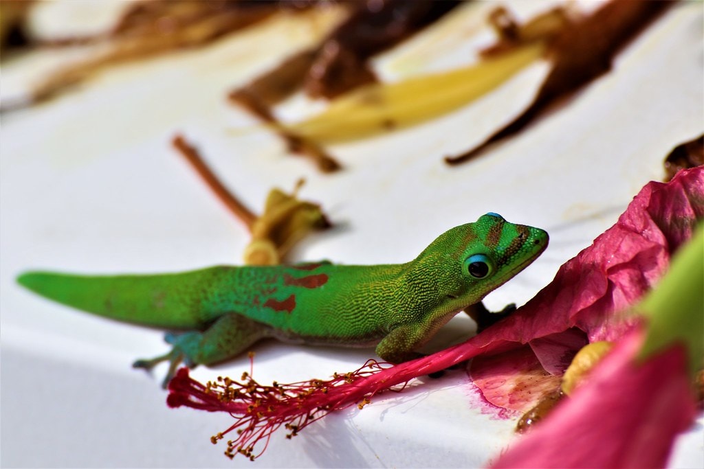 geko