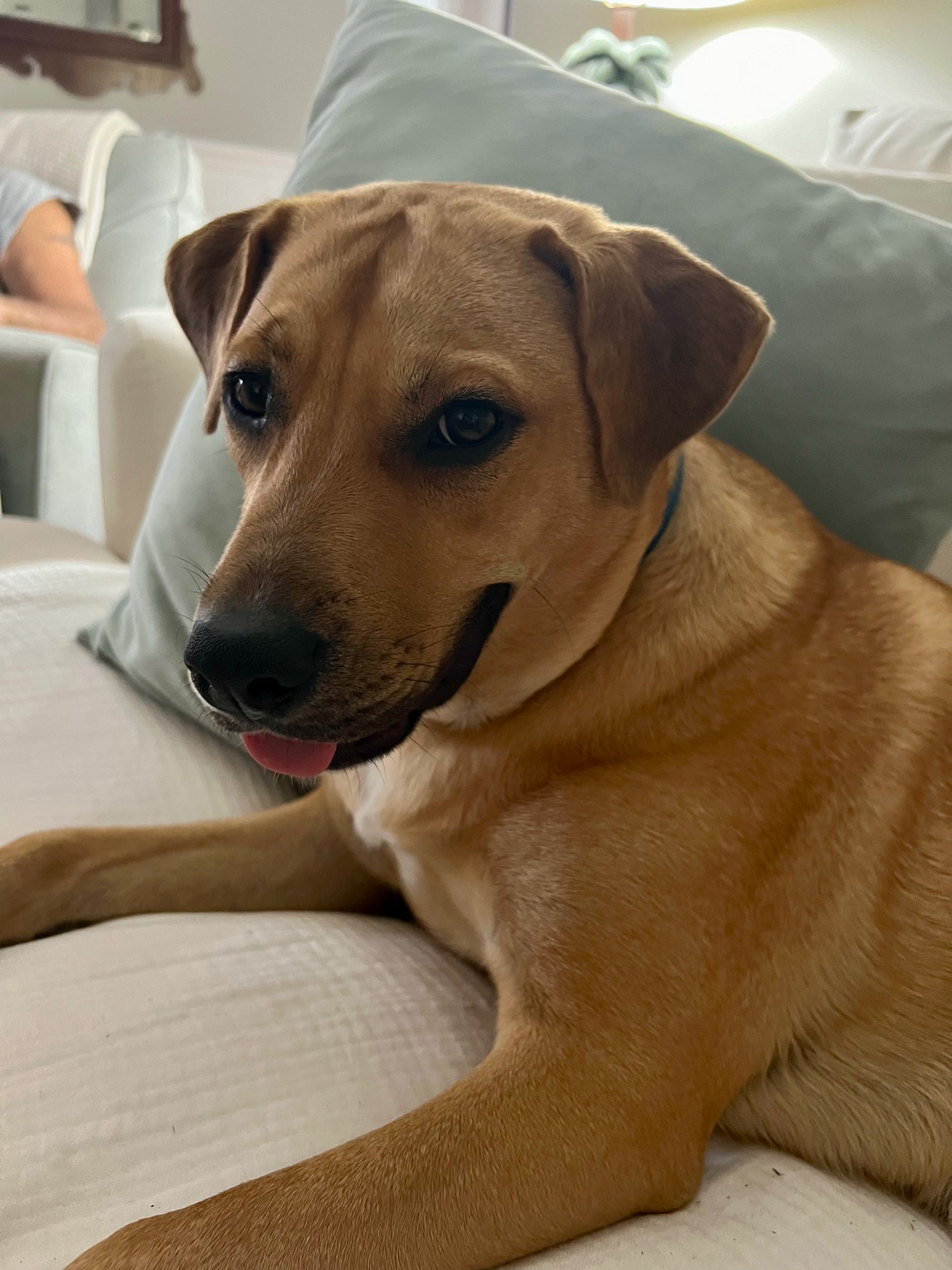 Teddy — the dog at the center of this story