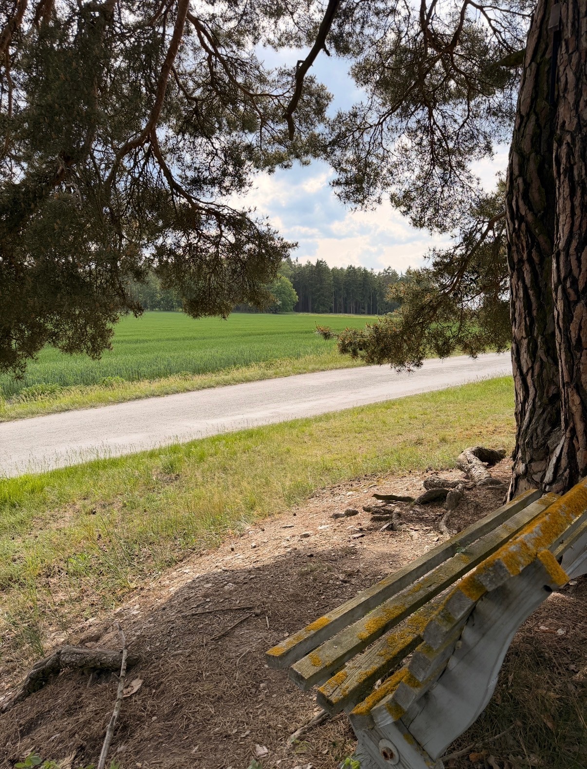 Lavička pod borovicí s výhledem na cestu
