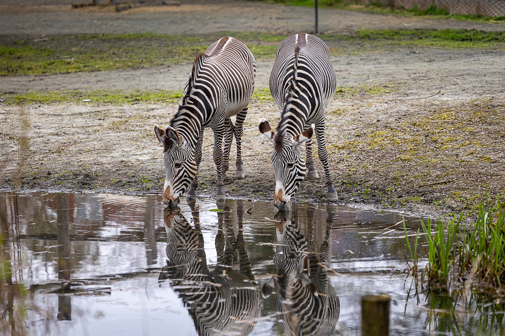 To zebraer ved et vandhul