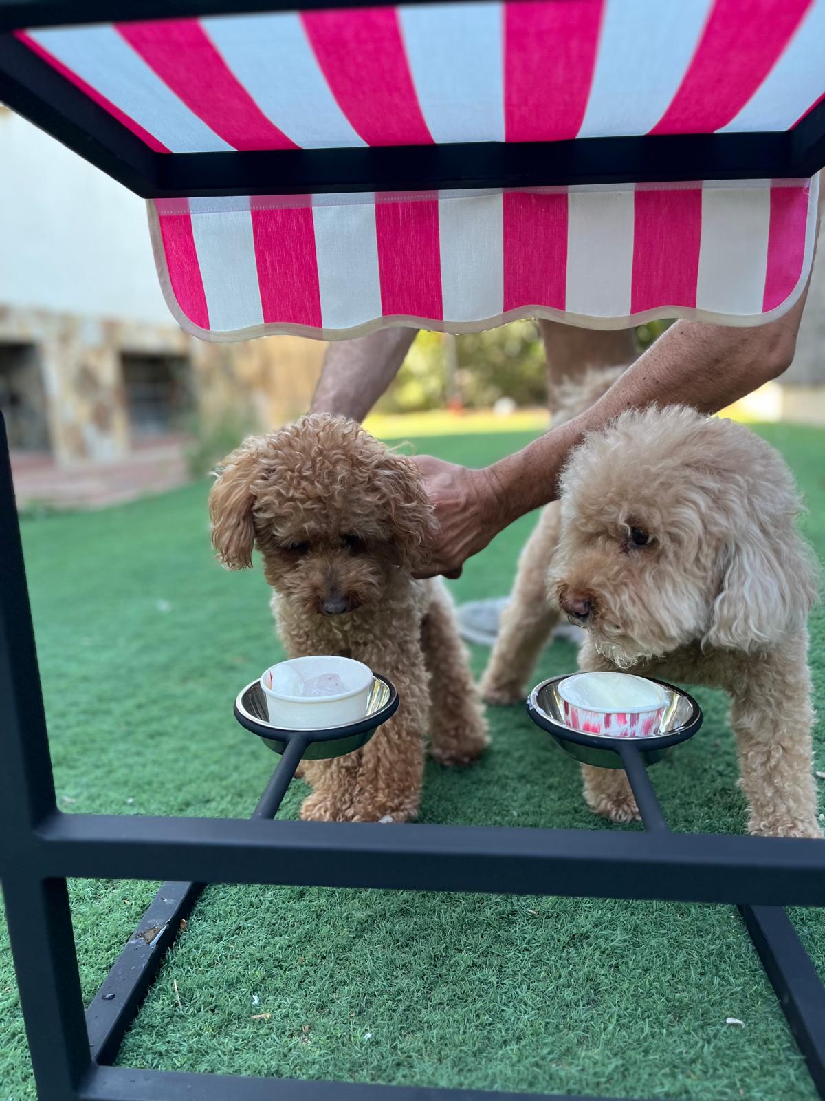 Dos poodles comiendo Zampa Gelato bajo el stand con toldo rosa