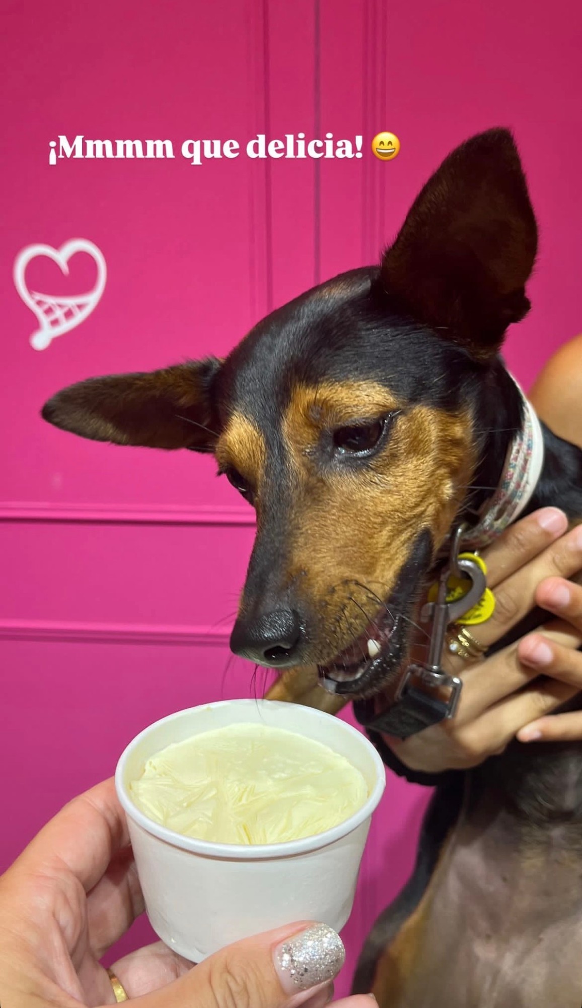 Perro mirando con deseo su Zampa Gelato — ¡Mmmm que delicia!