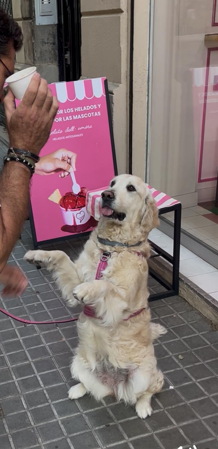 Golden Retriever pidiendo su helado Zampa con las patas levantadas
