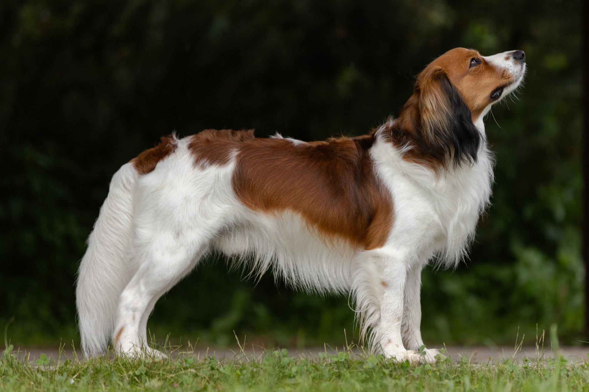 Kily ve výstavním postoji - boční pohled