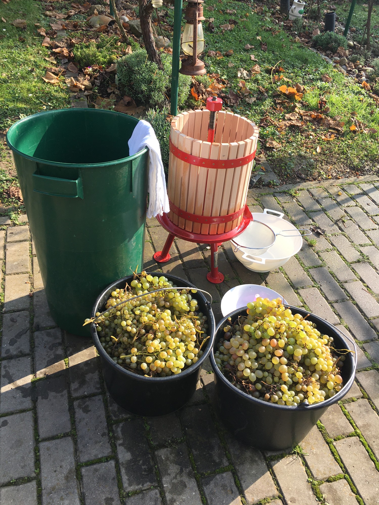 Zahrada – vinobraní