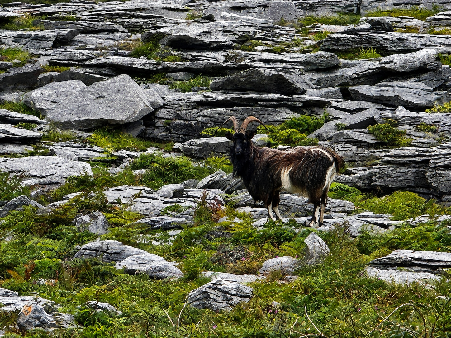 Wild goat on the Burren limestone, County Clare
