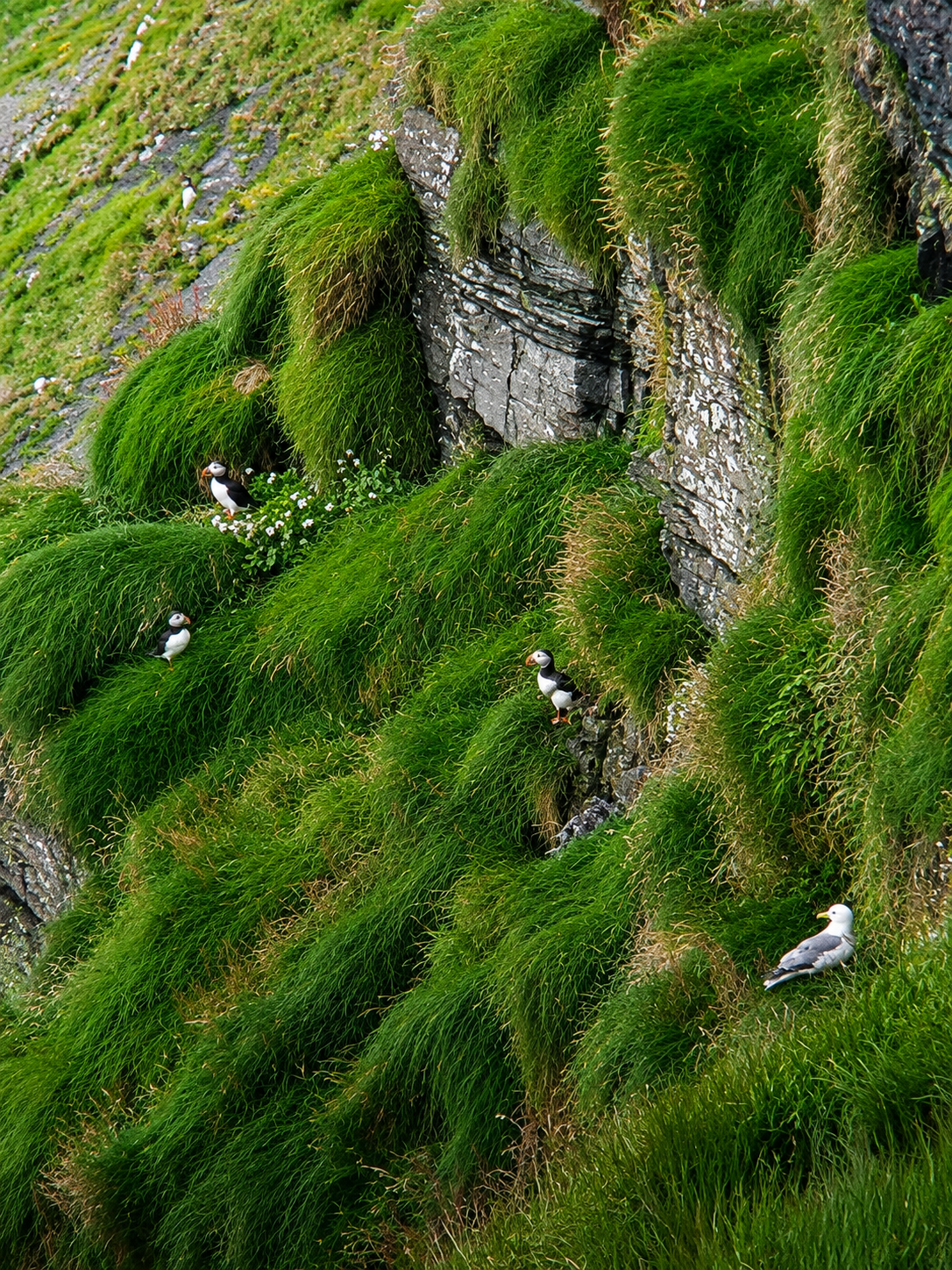 Puffins on the cliffs at the Cliffs of Moher, County Clare