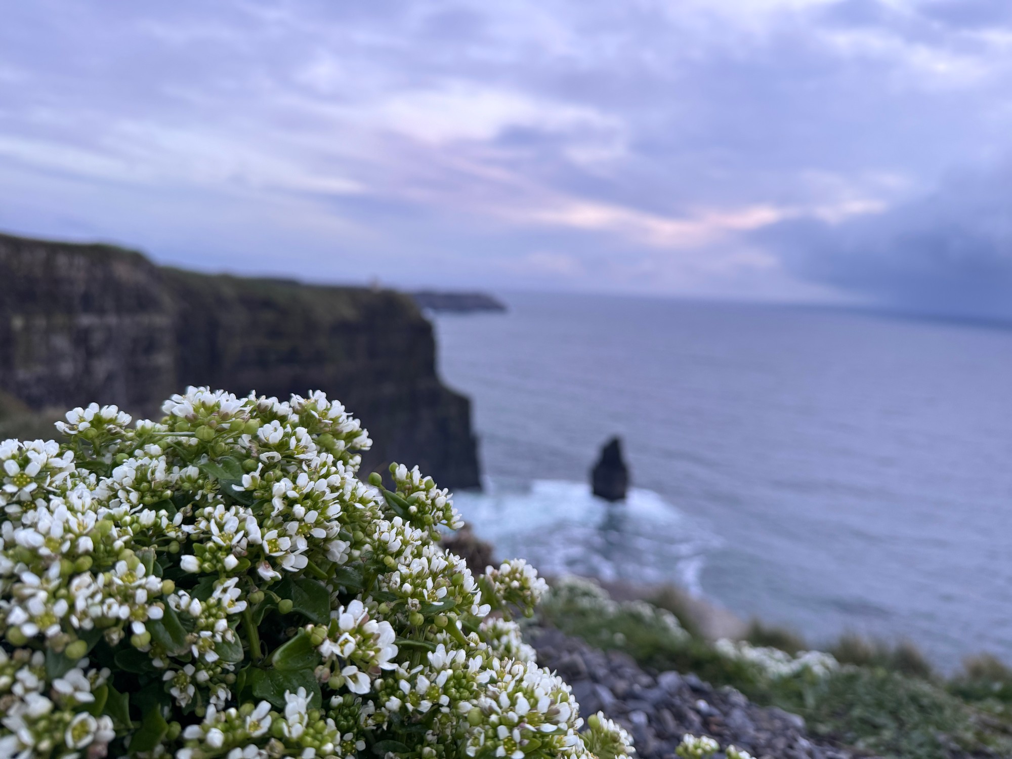 Wildflowers at the Cliffs of Moher at dusk, County Clare