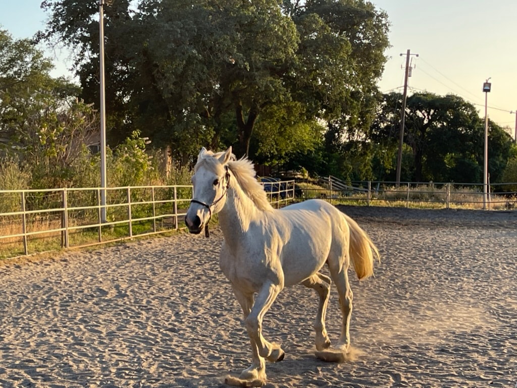 White horse trotting in the arena at Happy Hooves and Art Equine Therapy