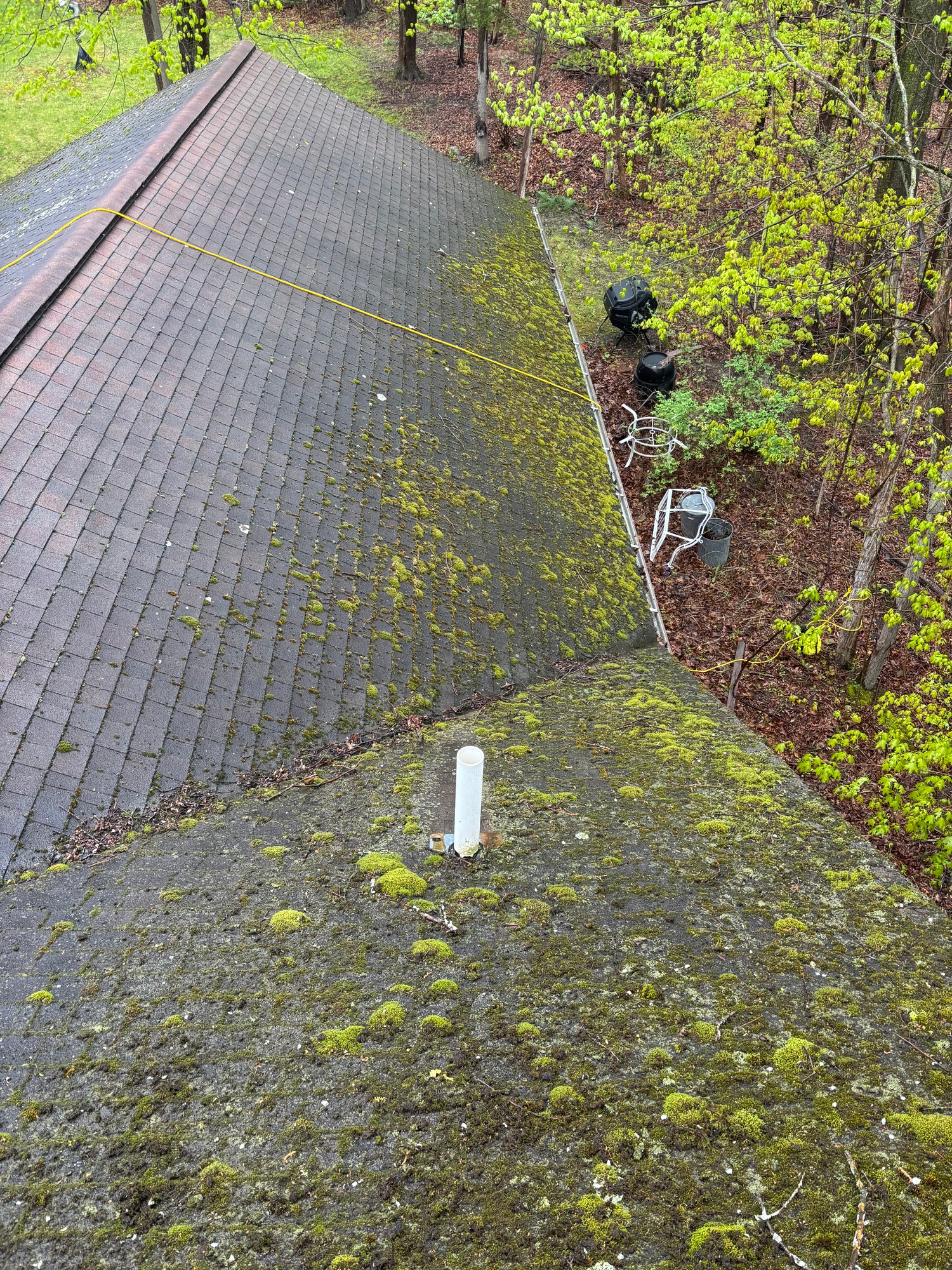 Moss & Lichen Growth