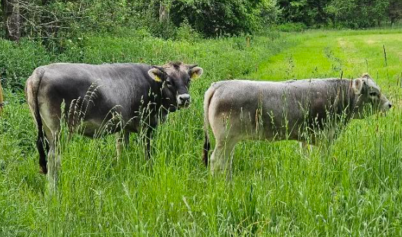 Tiroler Grauvieh som naturplejedyr