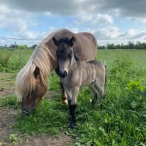Shetlandsponyer som naturplejedyr
