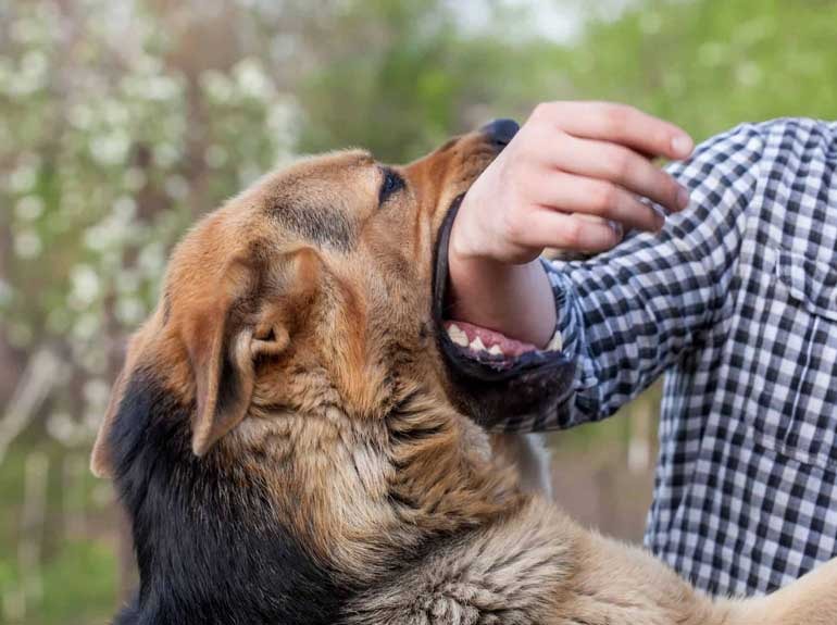 Abogados de lesiones personales de Chaban Law Group que representan a víctimas de mordeduras de perro