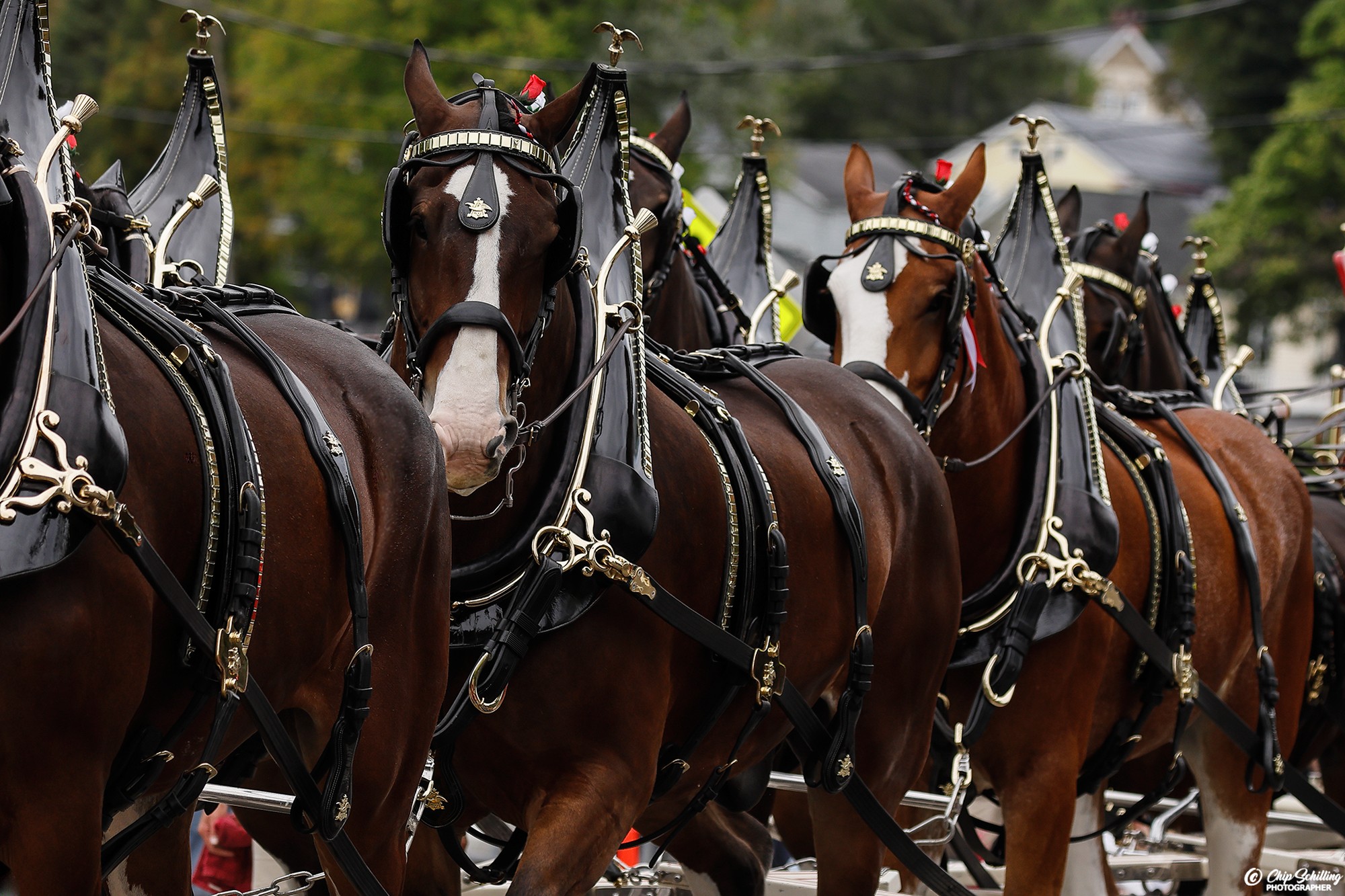 Big Hooves, Big History: Budweiser's Famed Clydesdales Commemorate Milestone 150 Yrs - in Baldwinsville NY by I Rock Shots, photo 16
