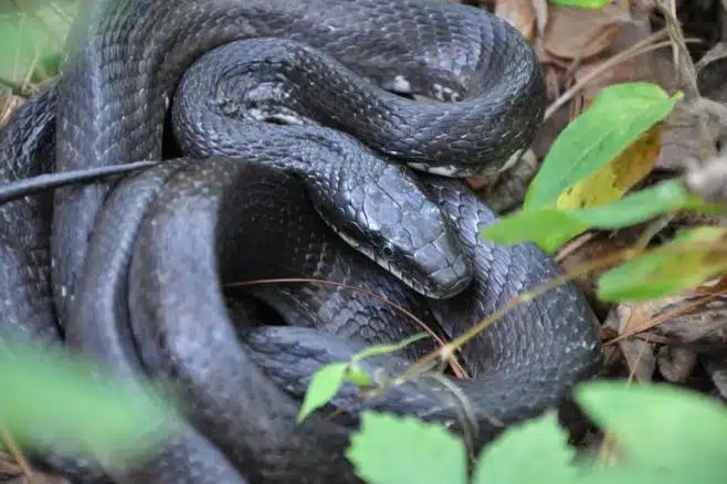 Uma serpente de São Tomé no seu habitat natural de floresta, um dos répteis endémicos da ilha