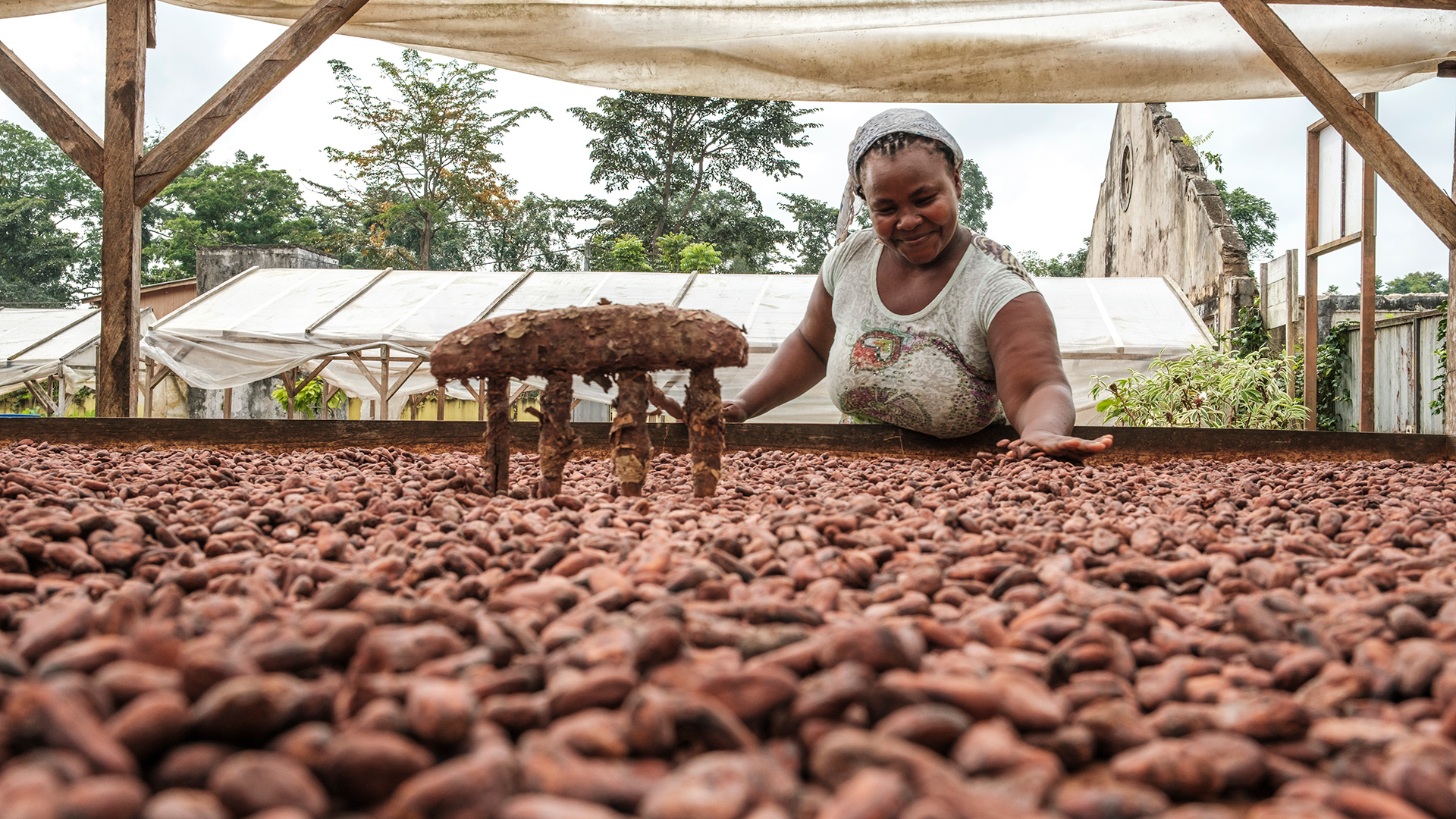 Cocoa pods on São Tomé plantation