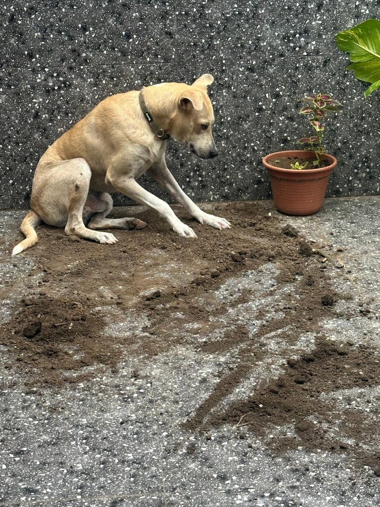 Bilbo sitting next to a completely excavated plant pot, soil scattered across the deck