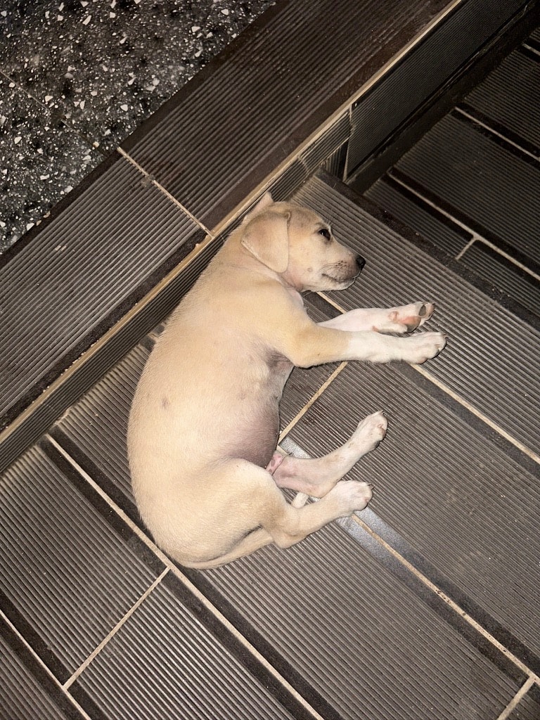Bilbo the São Tomé street dog curled up asleep