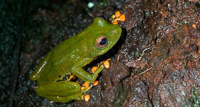 Rã-de-árvore verde num ramo em floresta tropical, típica dos anfíbios encontrados em São Tomé