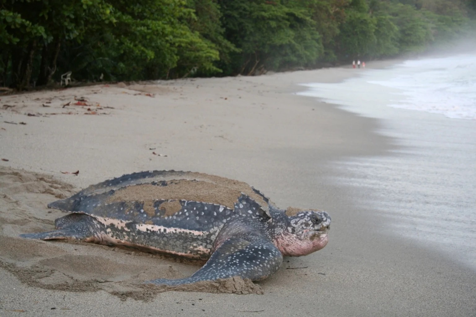 Tartaruga a nidificar na praia da Praia Jalé, São Tomé