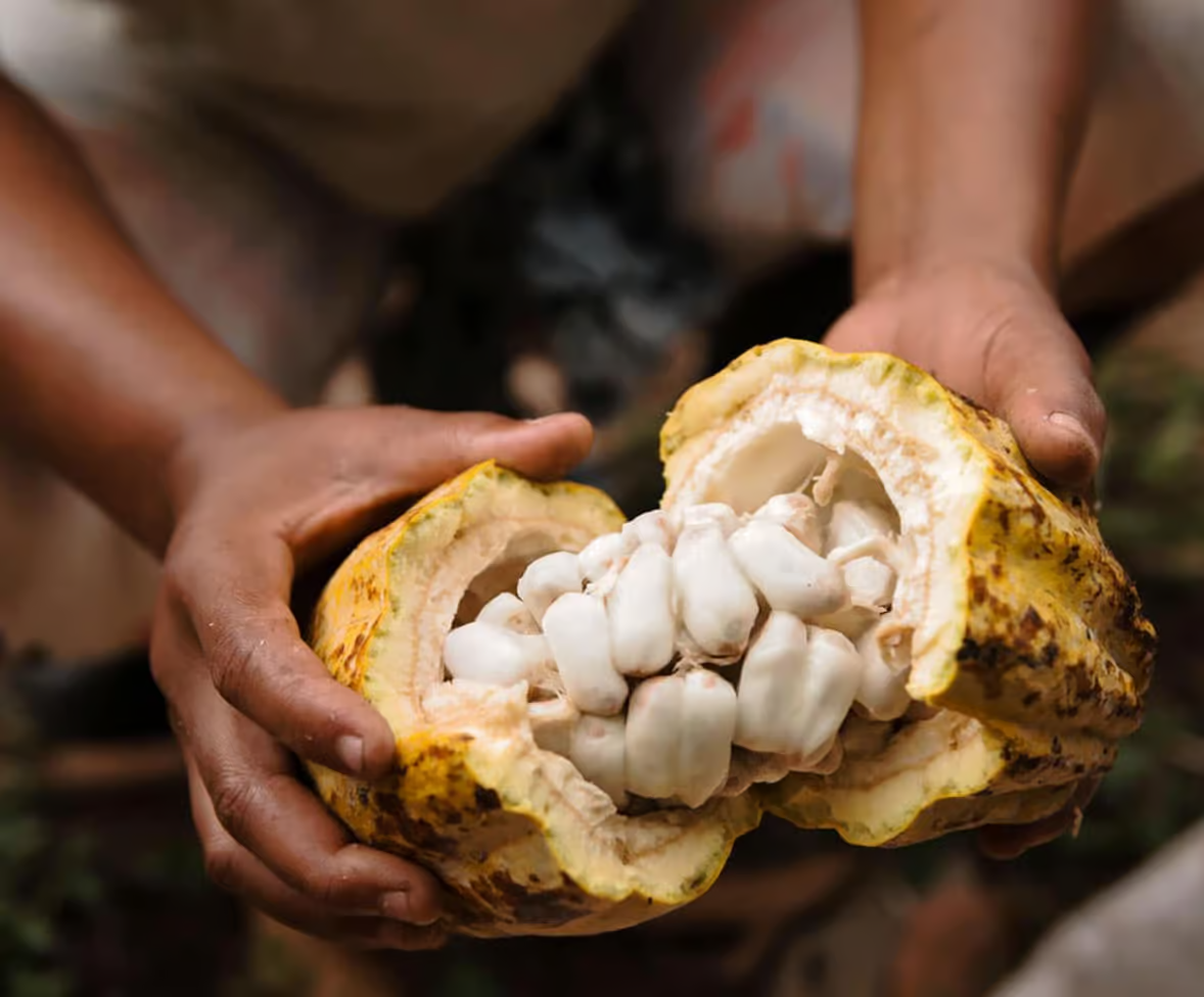 Hands holding fresh cocoa beans in São Tomé