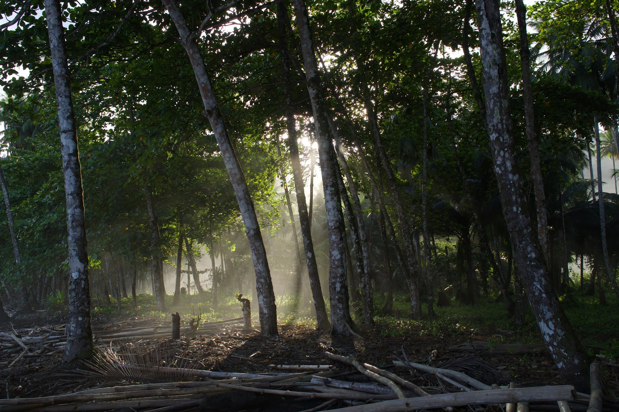 Early morning light through rainforest trees on São Tomé