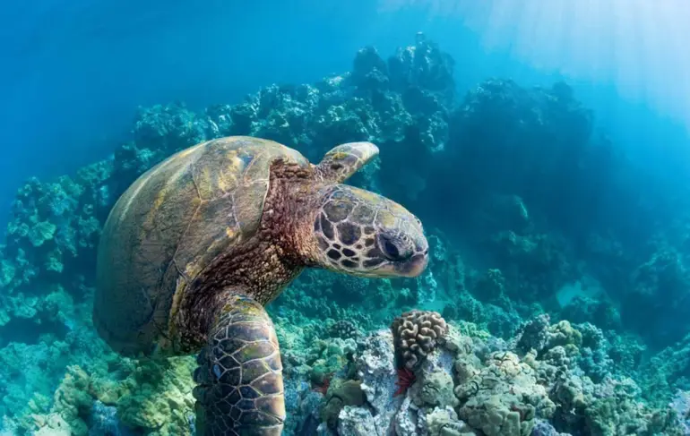Tartaruga marinha a nadar nas águas quentes do Atlântico ao largo de São Tomé