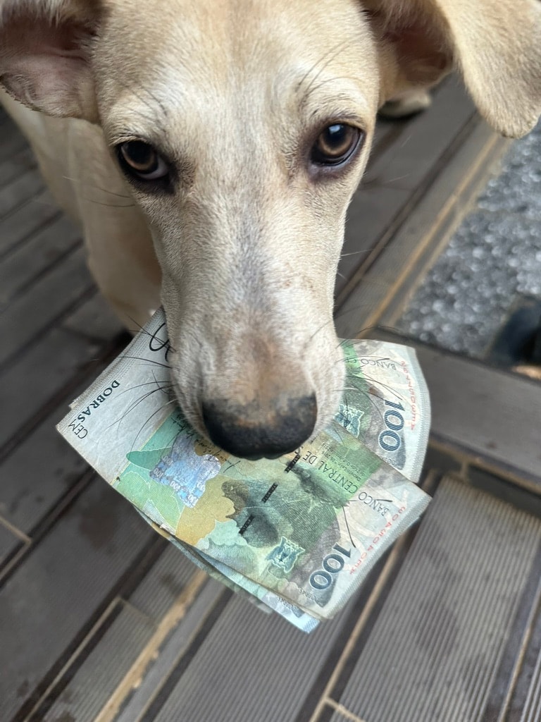 Bilbo holding São Tomé Dobra banknotes in his mouth