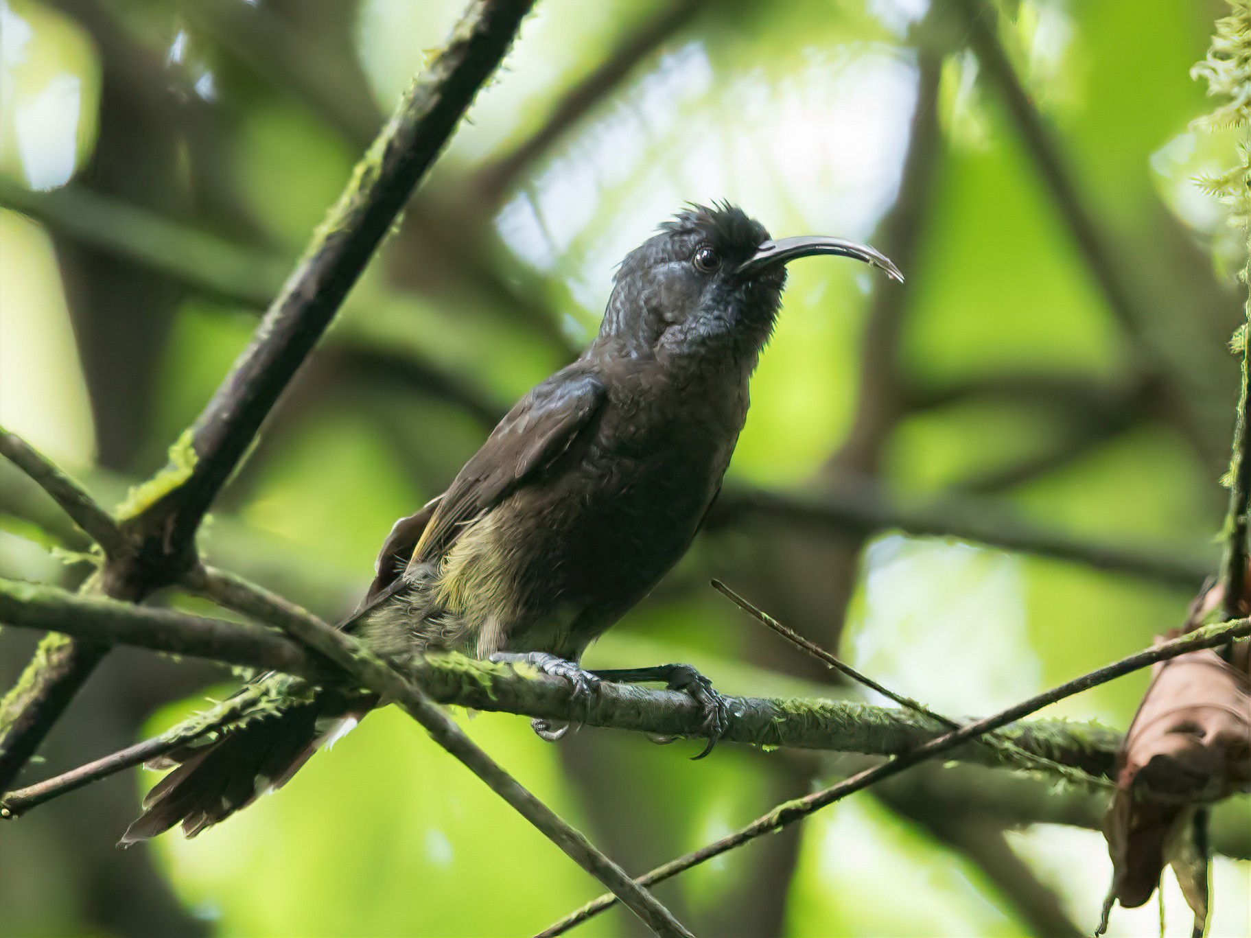 Giant Sunbird endémica de São Tomé