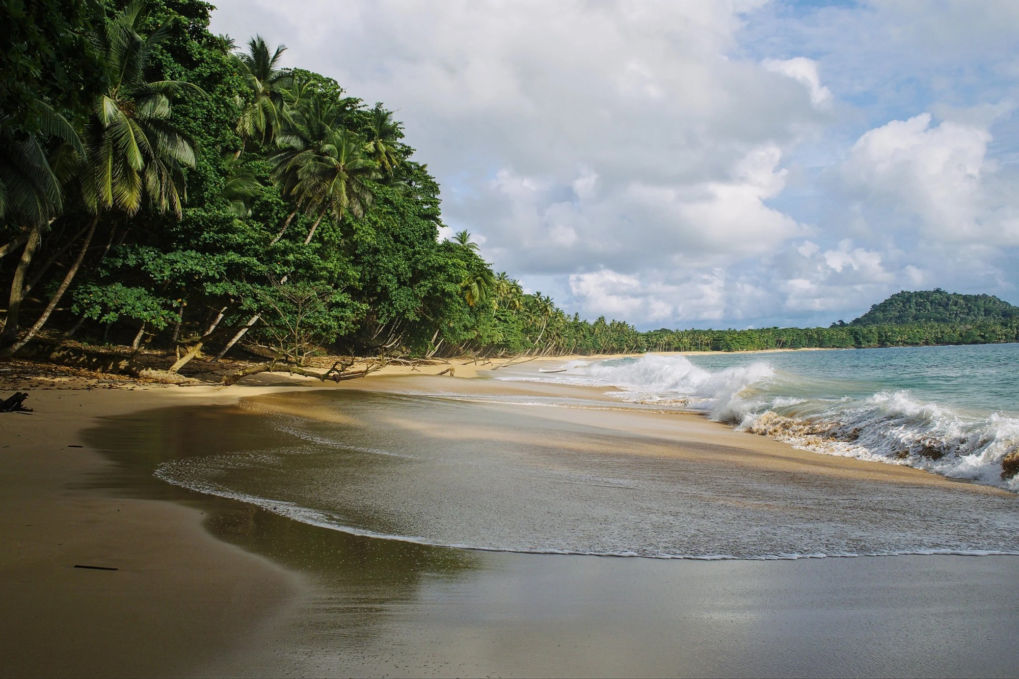 Palms over a quiet golden sand beach in São Tomé
