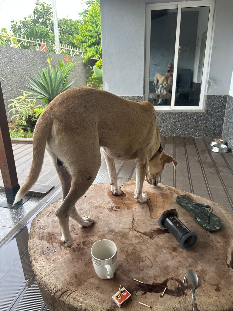 Bilbo standing on the large log table on the deck in Santo António, Príncipe