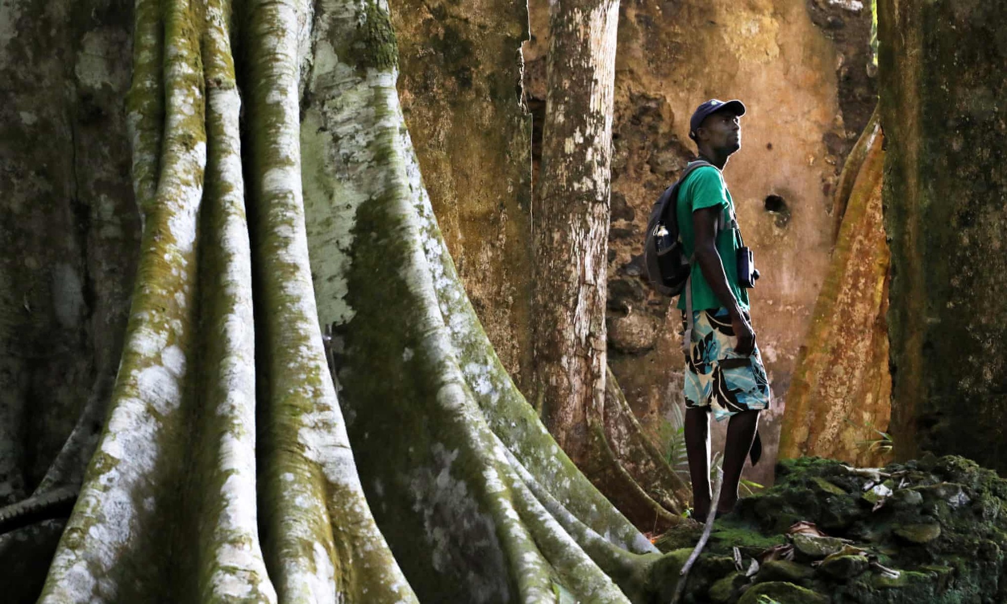 Traveller standing among ancient buttress-rooted trees in São Tomé's rainforest