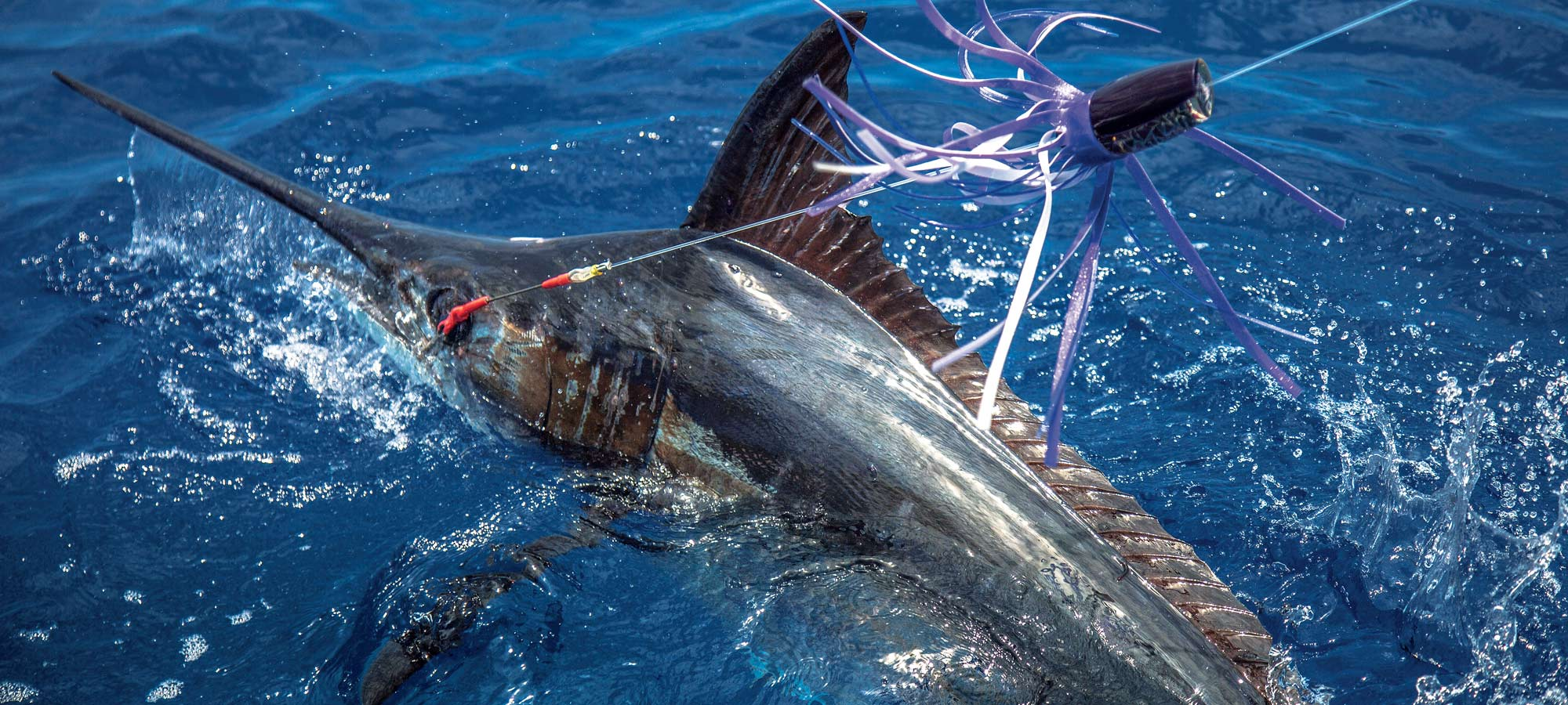Atum apanhado num isco Rapala na pesca costeira de São Tomé