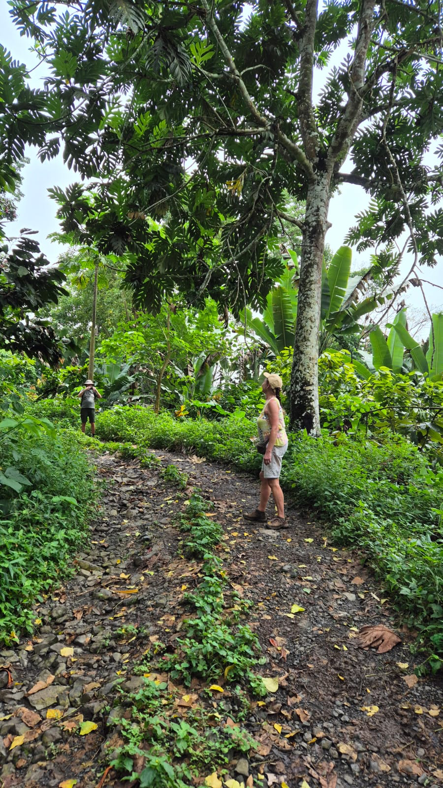 Caminhantes na trilha pela floresta tropical de São Tomé no Trilho Milagrosa