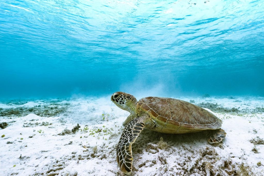 Tartaruga em águas rasas tropicais perto da costa de São Tomé