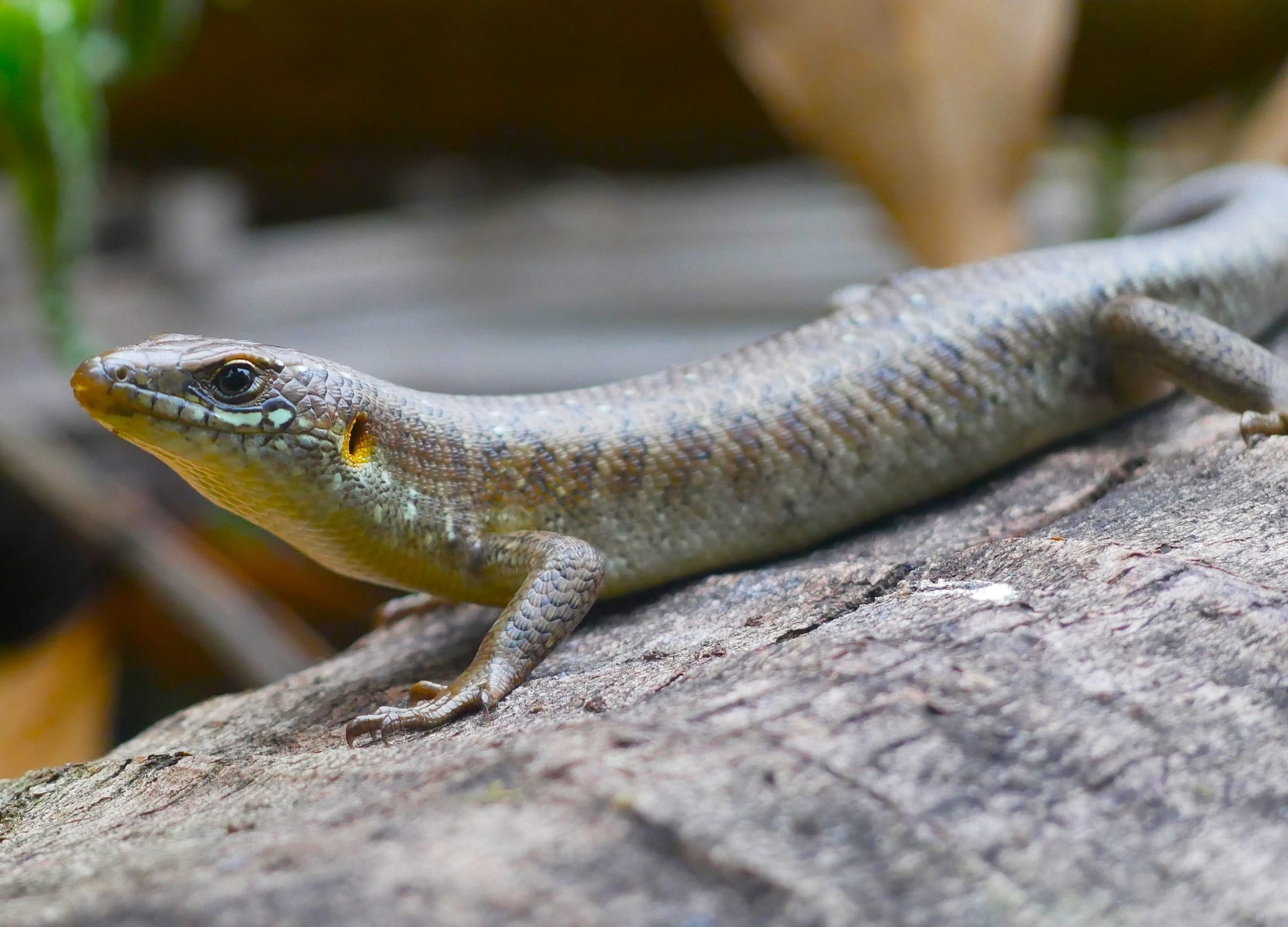 Endemic gecko on a branch in São Tomé's primary rainforest