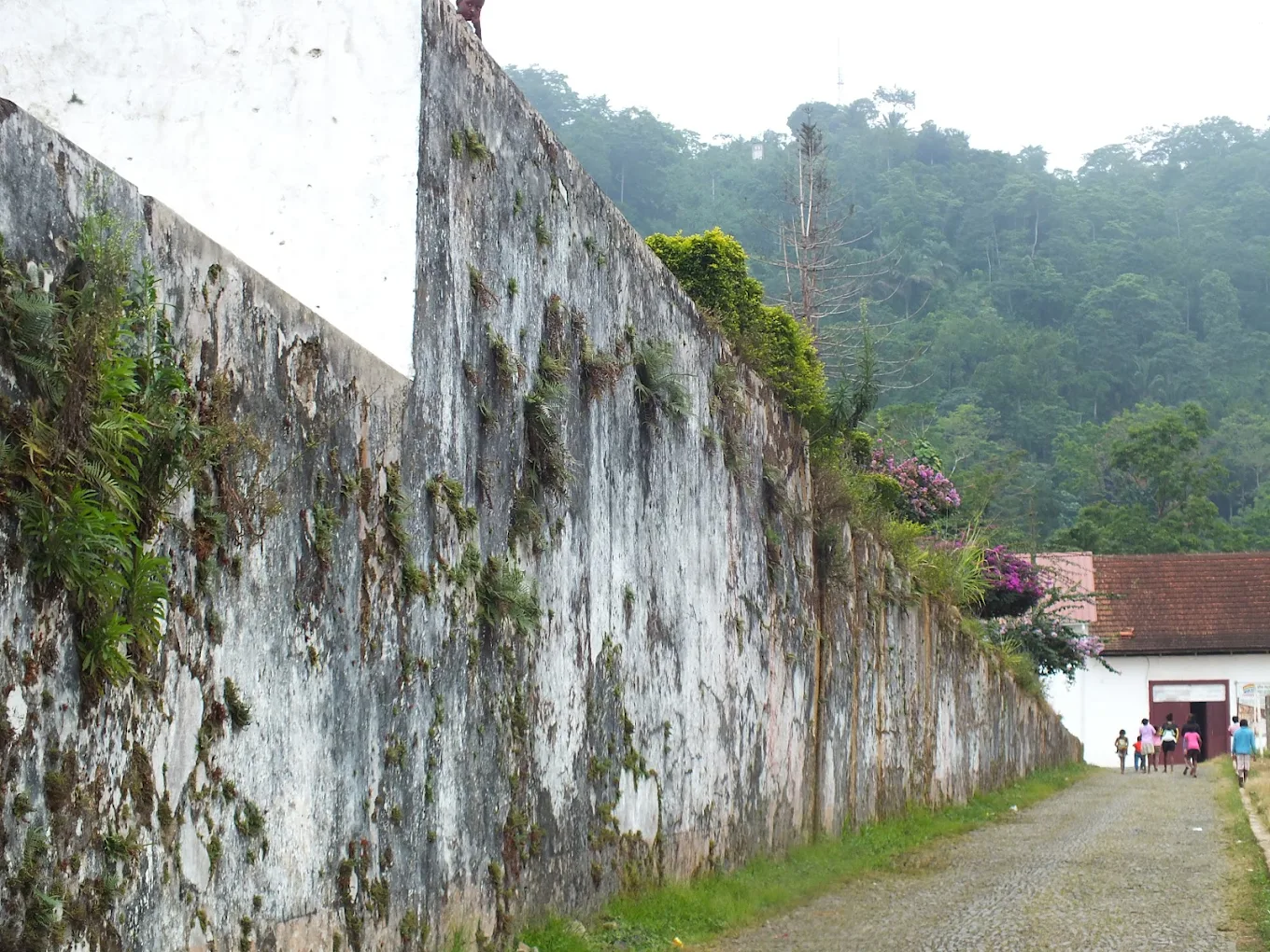 Historic plantation wall and rainforest at Roça Monte Café in São Tomé