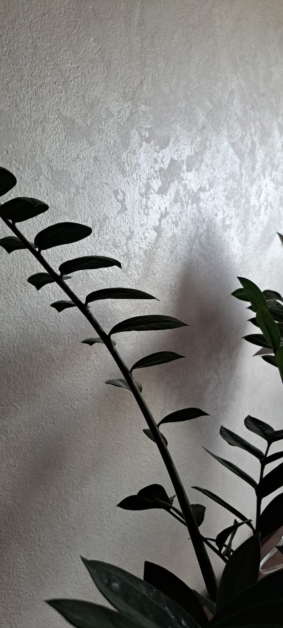 Světlá texturovaná omítka – detail