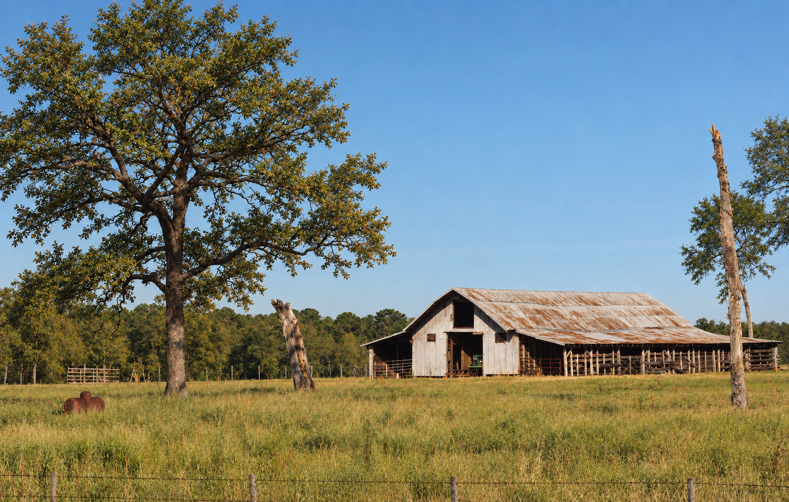 Rustic barn beneath a sprawling oak