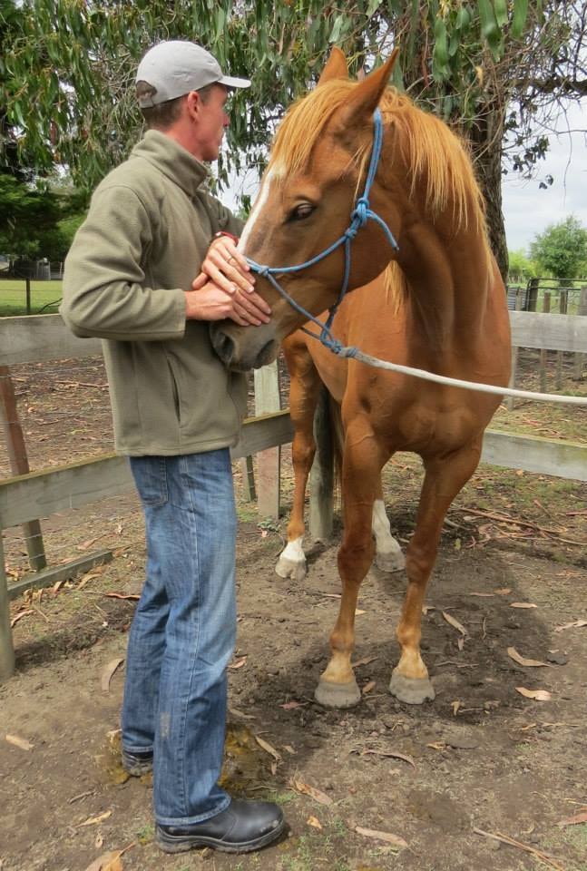 Chris York treating a horse with cranial osteopathy
