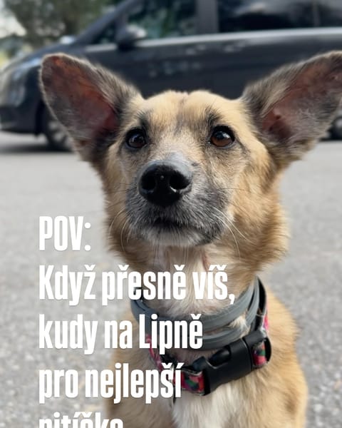 Na drink i něco dobrého? Mína ví, kudy vede nejkratší cesta. 🤩🧡🐕 #restauraces