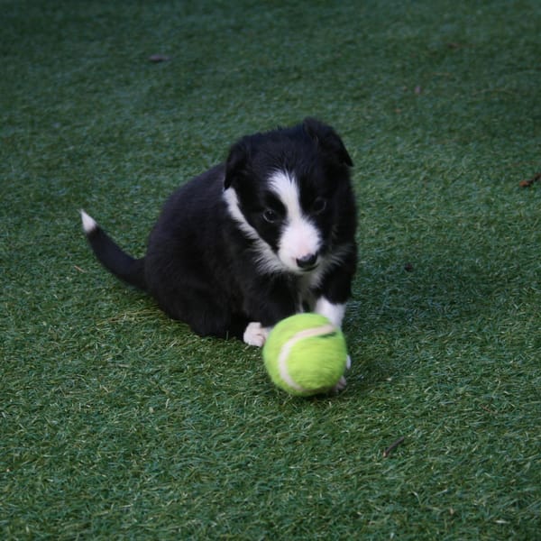 Smart Grass Gardens & Play Areas installation