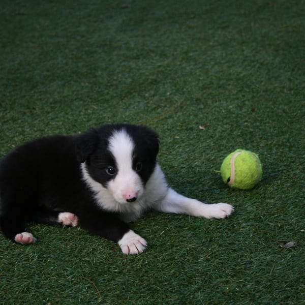 Smart Grass Gardens & Play Areas installation