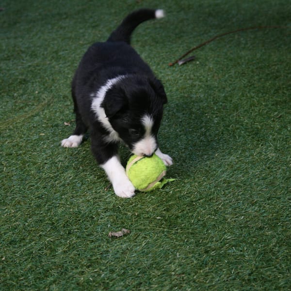 Smart Grass Gardens & Play Areas installation