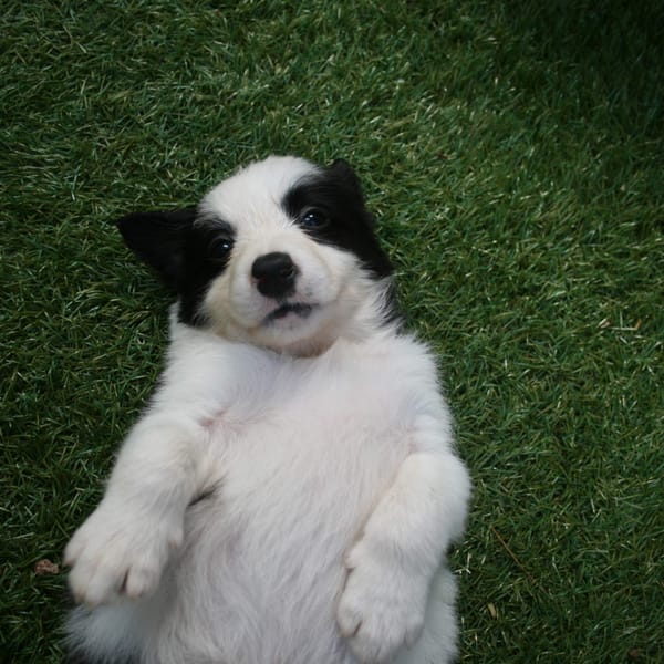 Smart Grass Gardens & Play Areas installation