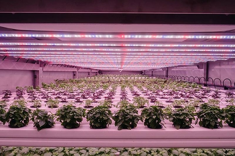 Urban Crop Solutions: indoor farms om de wereldwijde voedingsproductie een nieuwe richting uit te sturen